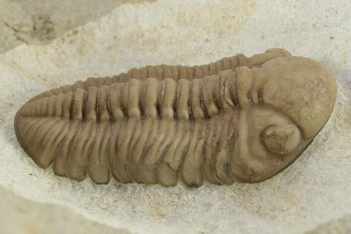 Kainops Trilobite - Black Cat Mountain, Oklahoma #241412